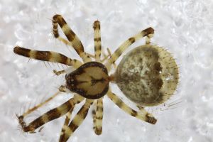 Ero cambridgei