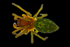 Nigma Walkenaeri