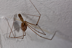 Pholcus phalangioides