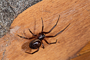 Steatoda nobilis